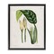 Stupell Industries Pond Plant Study Framed Floater Canvas Wall Art Design by Tina Higgins Designs, Inc.